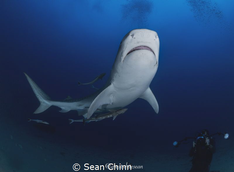 Paparazzi. A tiger shark in Jupiter Florida changes direc... by Sean Chinn 