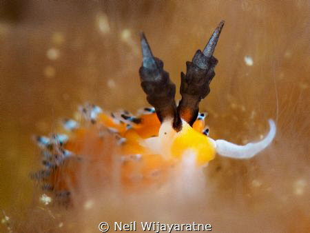 Nudi in the clouds by Neil Wijayaratne 