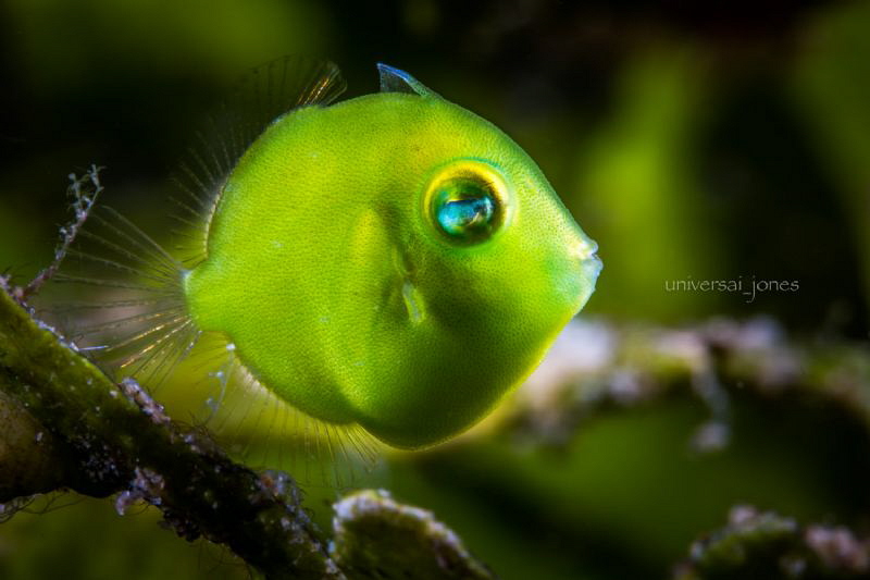 Rudarius excelsus
Using 100mmL with 12mm and 25mm ext.tubes by Wayne Jones 