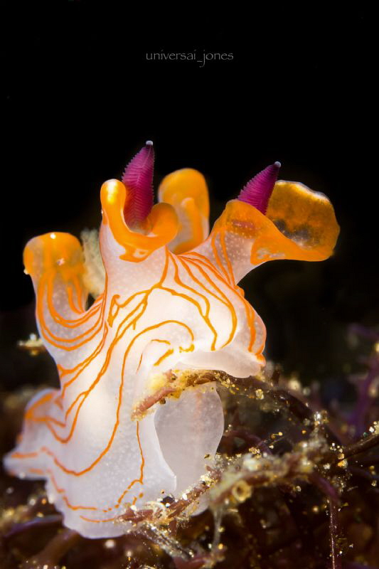 Thecacera sp. by Wayne Jones 