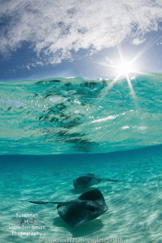 "Sunburst Stingrays!"
Over-Under at Stingray Sandbar
No... by Susannah H. Snowden-Smith 