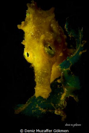 Hippocampus Guttulatus by Deniz Muzaffer Gökmen 