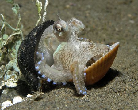 This little octopus was taken at Sandy Bottom dive site w... by Nick Hobgood 