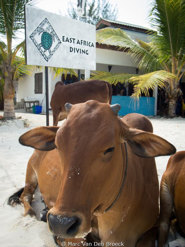 DIVINGCOW by Marc Van Den Broeck 