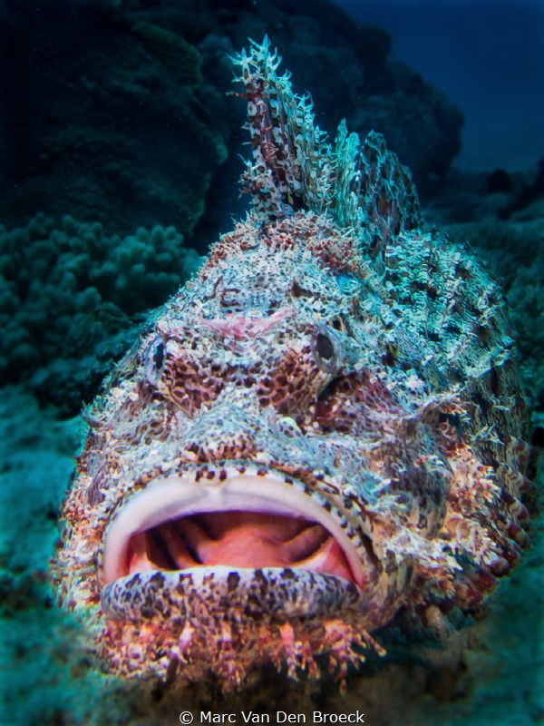 SCORIONMOUTH by Marc Van Den Broeck 