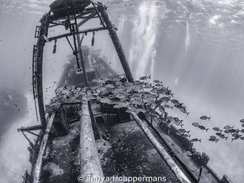 'Rush Hour On The Kittiwake' - Fish schooling over the wr... by Tanya Houppermans 