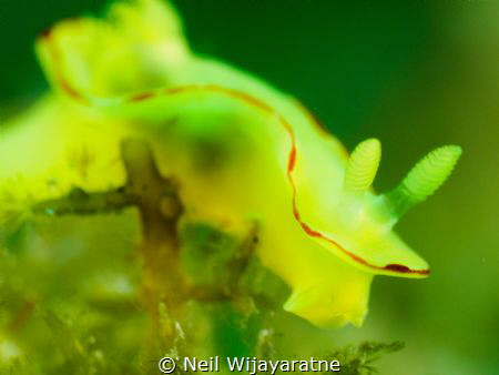 Yellow Nudi ?
 by Neil Wijayaratne 