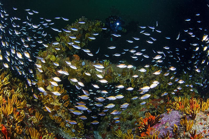 ~ Swimming Up the One Way ~

One of the anchors at Whit... by Geo Cloete 