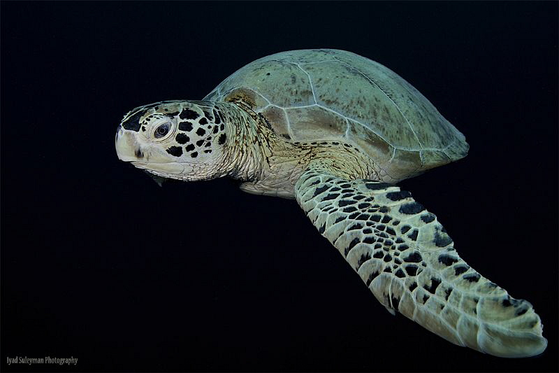 Turtle by Iyad Suleyman 