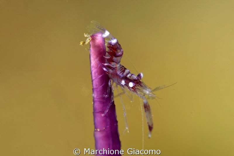Acrobatic
Lembeh straits. Nikon D800E,105 macro,Sub Sea ... by Marchione Giacomo 