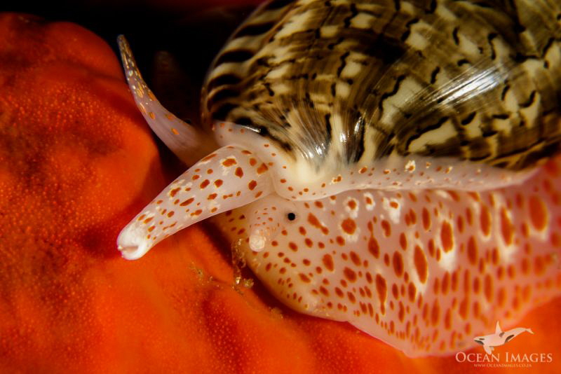 Marginella, Blousteen dive Site, Gordon's Bay - South Afr... by Kate Jonker 