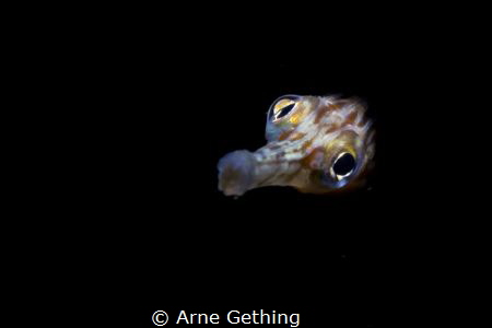 ~ Into the light ~
Taken on Photographers reef in False ... by Arne Gething 
