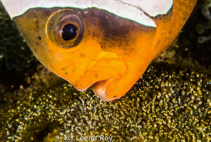 Anemone fish and eggs by Leena Roy 