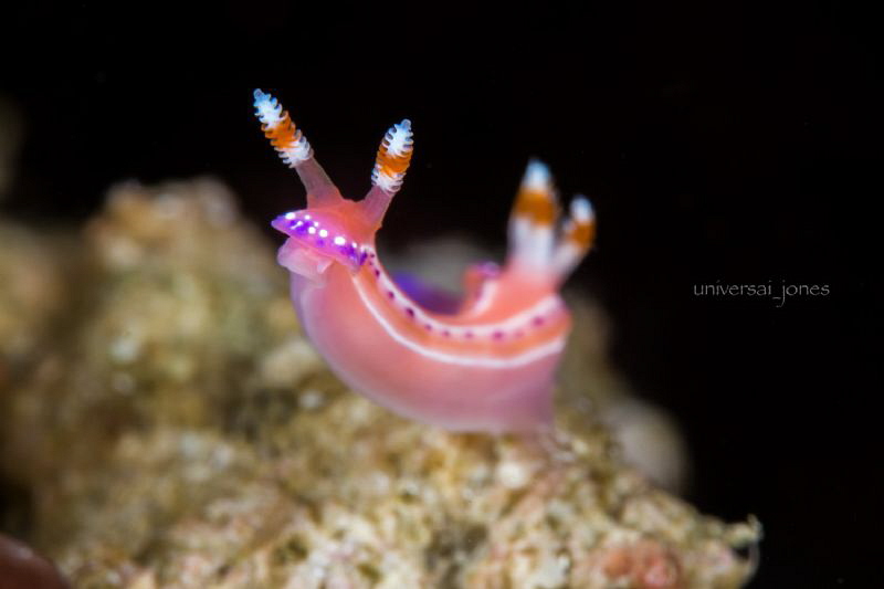 Thorunna australis by Wayne Jones 