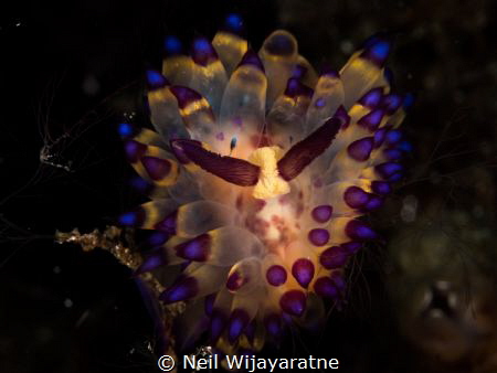 The masquerade ball .... by Neil Wijayaratne 