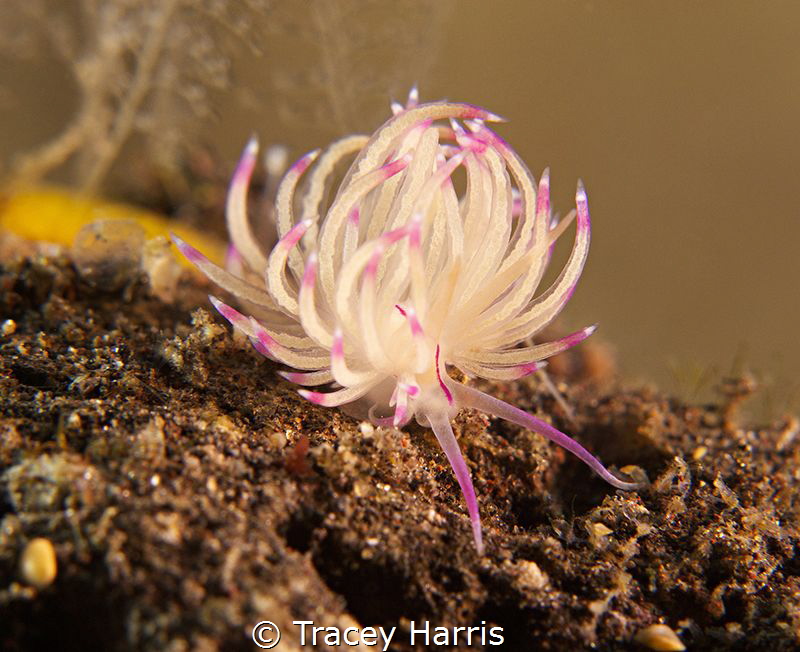 Pretty pink Nudi by Tracey Harris 
