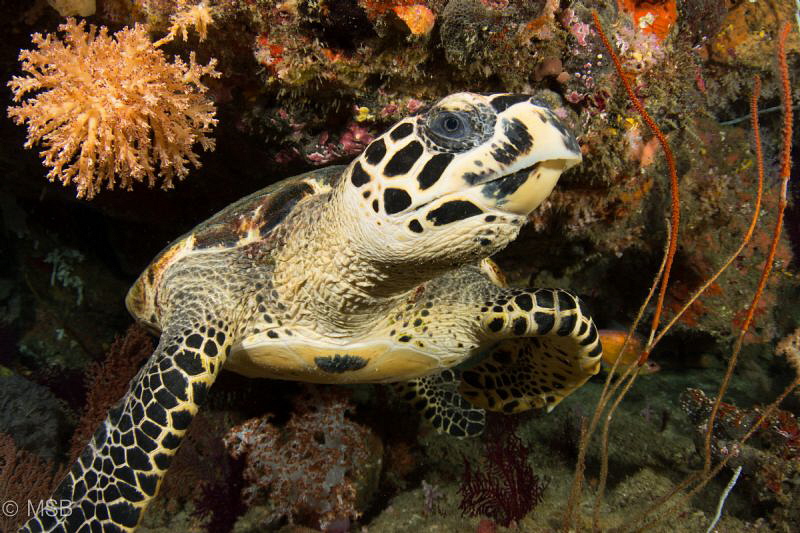 Eye contact. Similan islands. by Mehmet Salih Bilal 