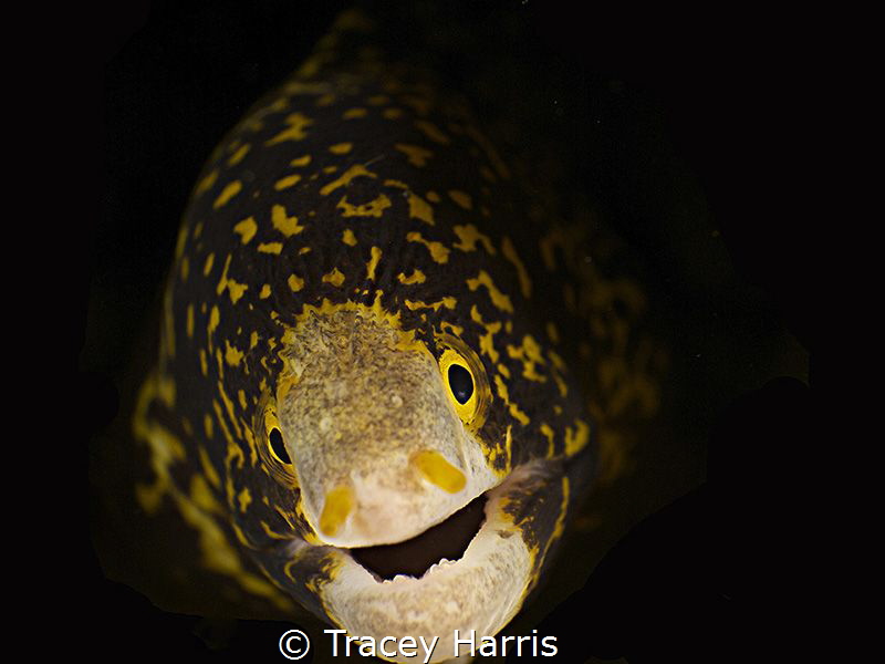 Baby Snowflake Eel by Tracey Harris 