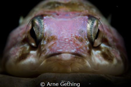 ~ Rock Steady ~ by Arne Gething 