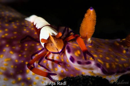 Hitchhiking Emperor Shrimp! by Aja Radl 