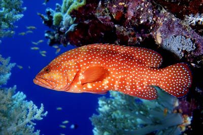 Coral Trout. Shot with Nikon F4. A beautiful fish is prim... by Greg Hills 