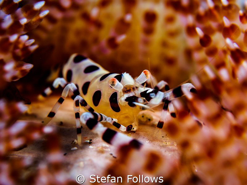 Fireman ...

Coleman Shrimp - Periclimenes colemani

... by Stefan Follows 