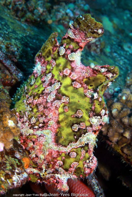 Scorpion fish on the Stella Maru shipwreck,Mauritius 
Ca... by Jean-Yves Bignoux 