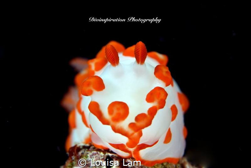 Sponge Sponge by Louisa Lam 