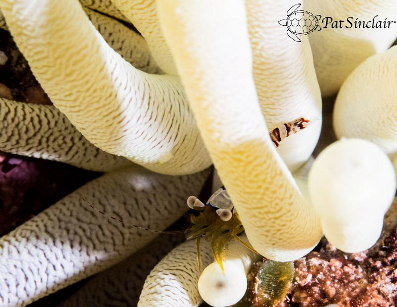 Sexy Shrimp peering out at me, as if to say "Peek a boo!" by Patricia Sinclair 