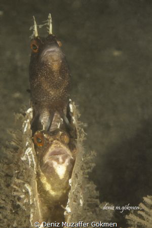 blennies at home by Deniz Muzaffer Gökmen 