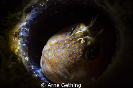 ~ Helicopter Mom ~
Blenny on eggs - False Bay, Cape Town... by Arne Gething 