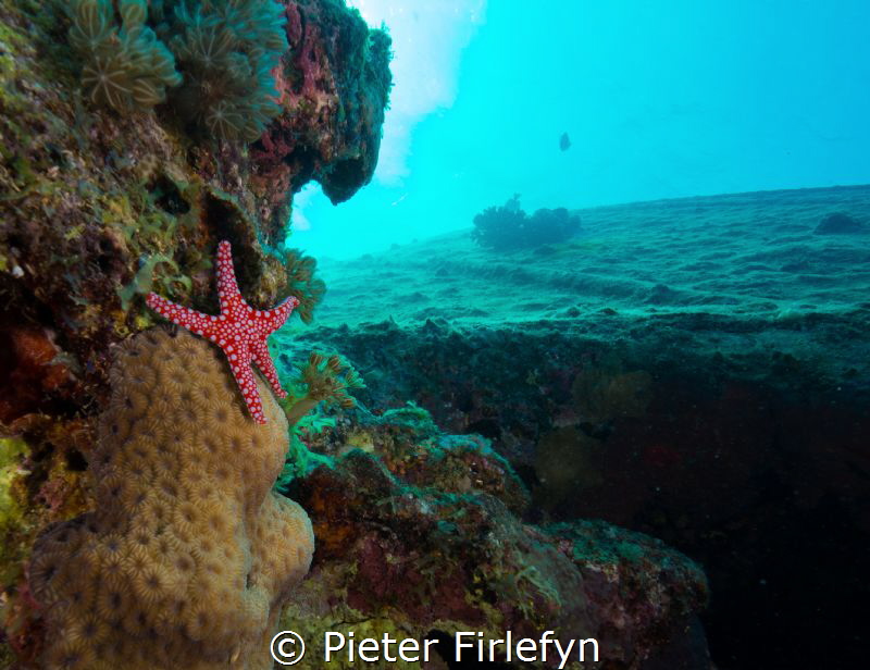 seastar by Pieter Firlefyn 