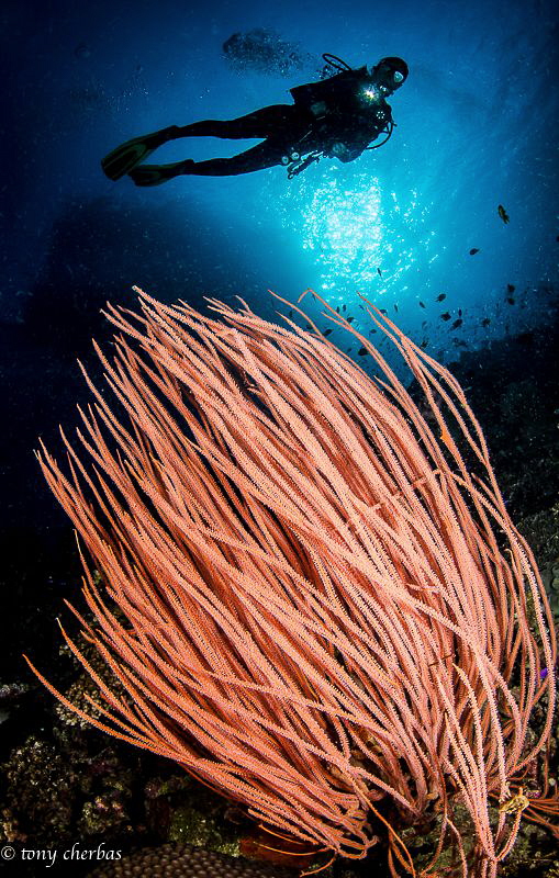 Sea Whip in Kimbe Bay, PNG by Tony Cherbas 