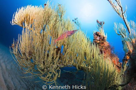 I took this picture with a fish eye lens, was very lucky ... by Kenneth Hicks 