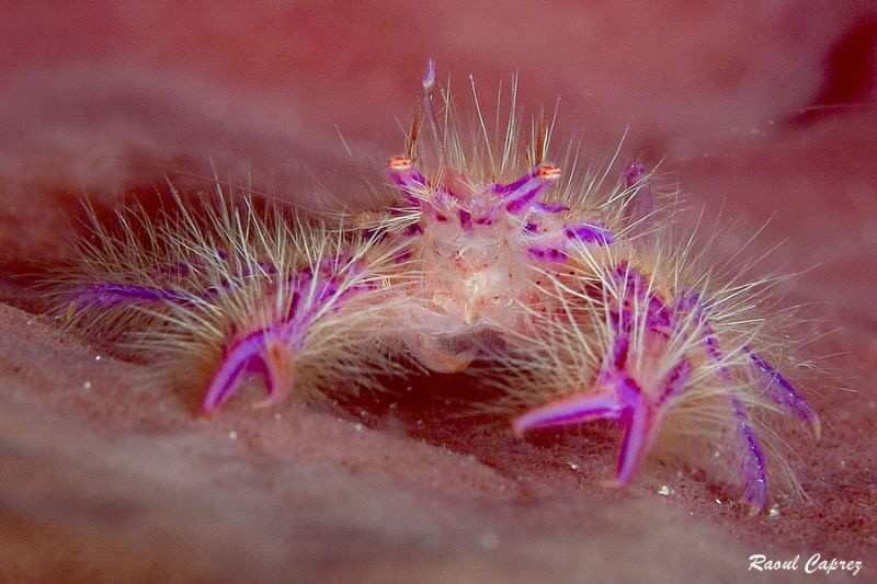 Hairy encounter by Raoul Caprez 