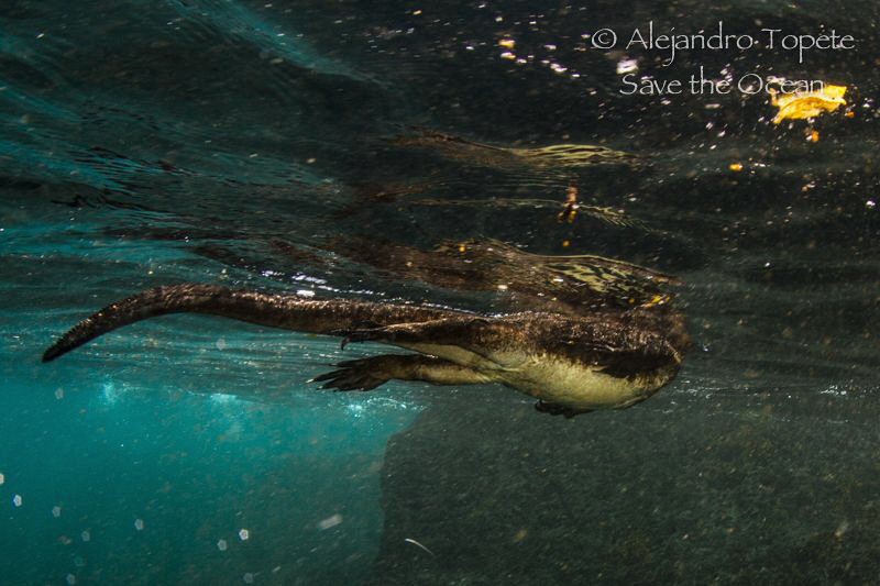 Marine Iguana, Punta Vicente Roca Galapagos by Alejandro Topete 