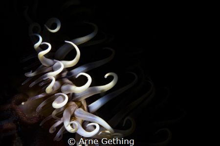 ~ Medusa's deadly heads ~ by Arne Gething 