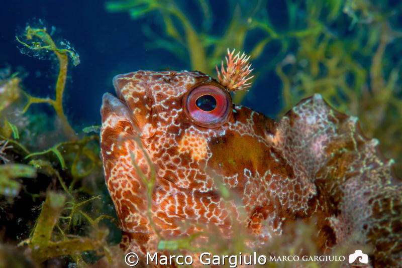 Brown blenny by Marco Gargiulo 