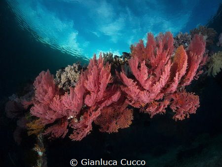 These Gorgonie I've taken in Bangka, North Sulawesi in my... by Gianluca Cucco 