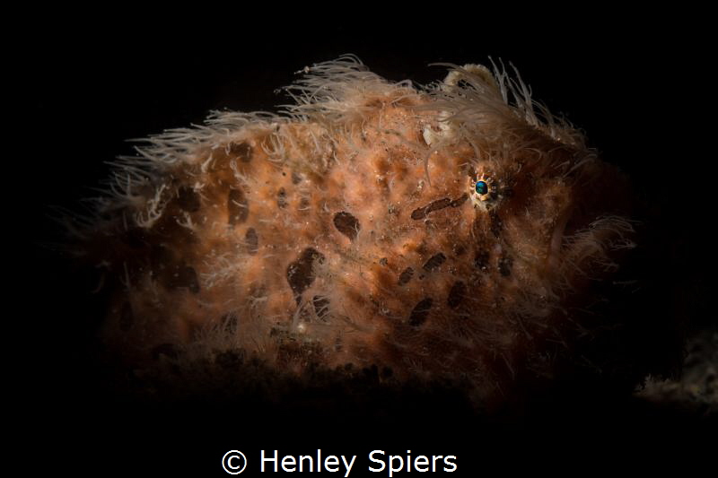 Hairy Froggie by Henley Spiers 