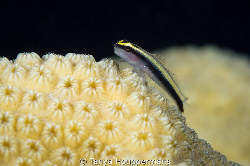 'Welcome to the Ocean! I'll Be Your Guide.' A sharknose g... by Tanya Houppermans 