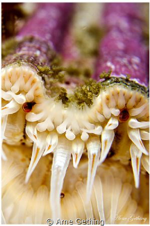 ~ Clam Eyes ~
 by Arne Gething 