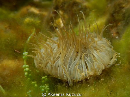 Sea anemone like a tulip by Aksems Kuzucu 