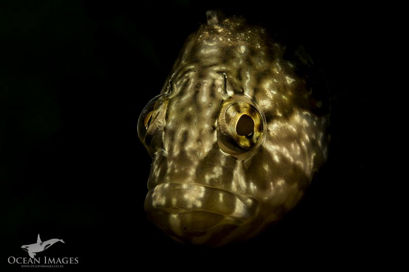Gold Fish
This super klipfish was very inquisitive about... by Kate Jonker 