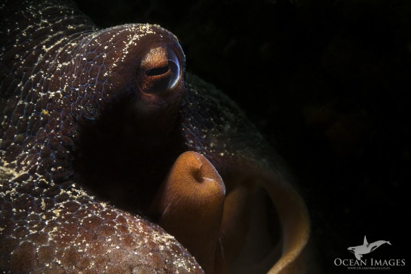Intelligence
Common Octopus at Long Beach, Simon's Town,... by Kate Jonker 