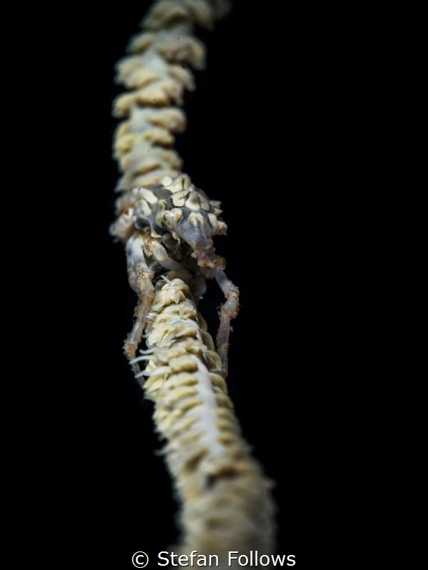 Hang in there ... !

Xeno Crab - Xenocarcinus tubercula... by Stefan Follows 