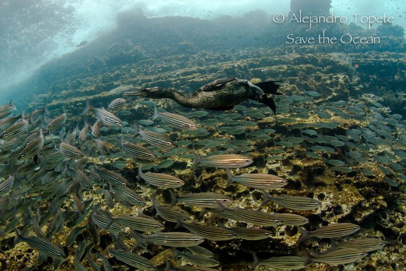 Hunting Bird, Punta Vicente Roca Galapagos by Alejandro Topete 