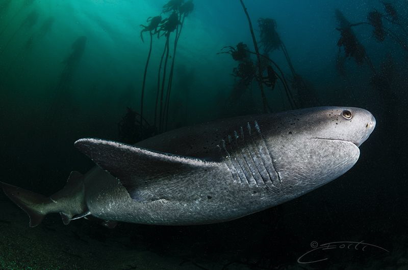 ~ Got My Stripes ~

The characteristic 7 gills of the S... by Geo Cloete 