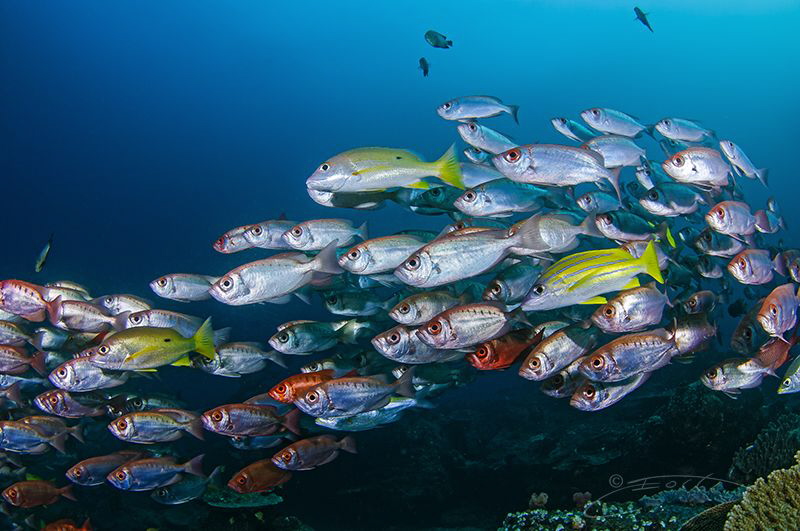 ~ A Life Less Ordinary ~

In celebration of #WorldOcean... by Geo Cloete 