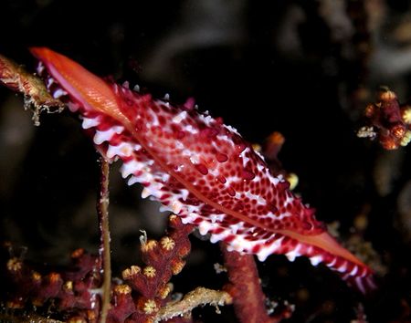 This allied cowry was found by expert spotter - Diane on ... by Nick Hobgood 